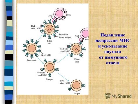 Значение бета 2 микроглобулина в организме