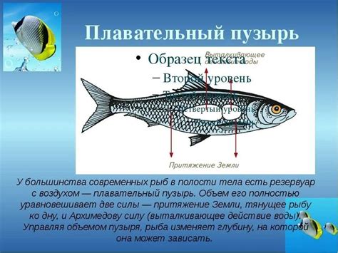 Значение боковой линии у костных рыб для их выживания