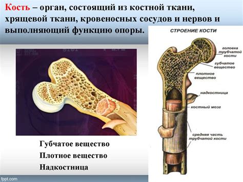 Значение губчатого вещества кости для кроветворения