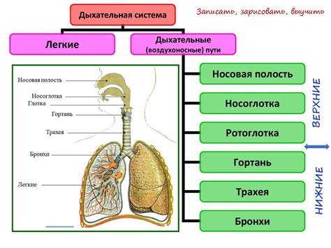 Значение дыхательной системы для организма