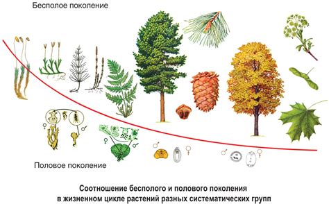 Значение запасного питательного вещества в жизненном цикле растений