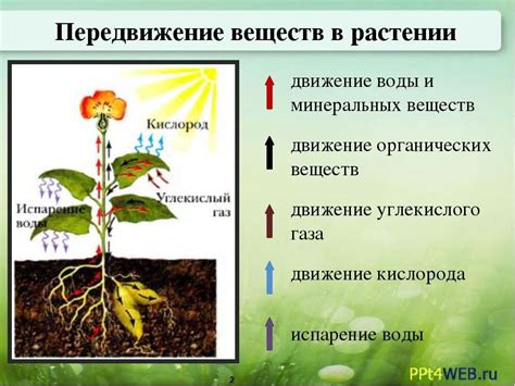 Значение запасного питательного вещества у растений