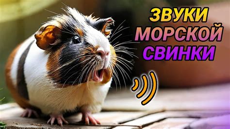 Значение звука для морских свинок