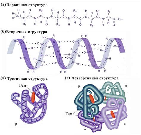 Значение изучения первичной структуры белка