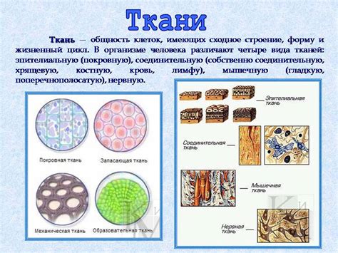 Значение изучения тканей в биологии 8 класса