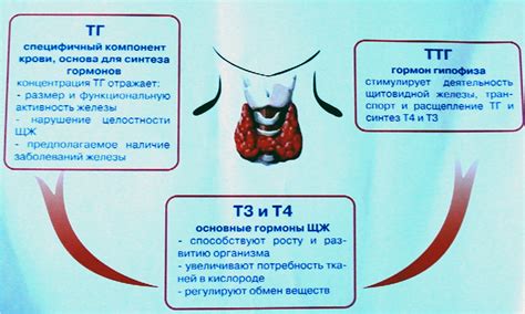 Значение и норма йода для щитовидной железы