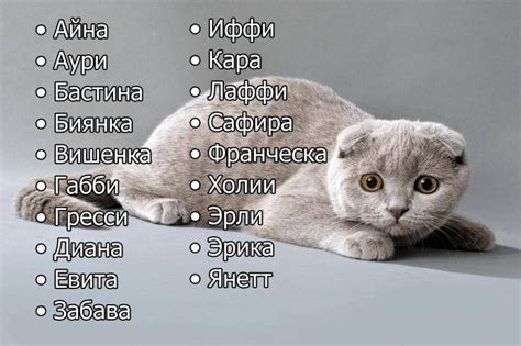 Значение клички кота в современном мире