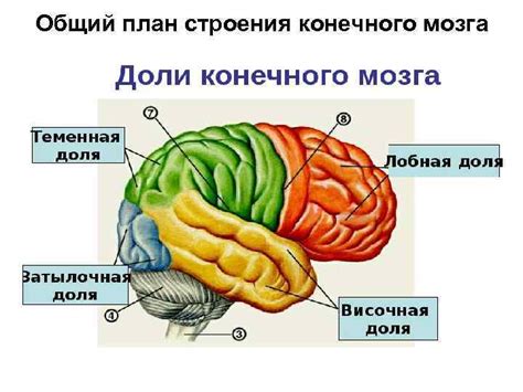 Значение мозжечка и промежуточного мозга