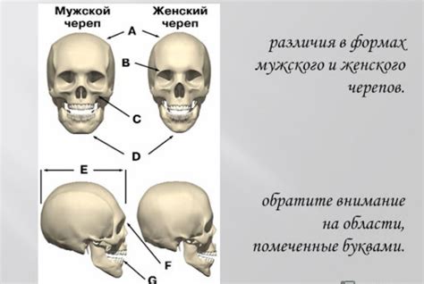 Значение надбровных дуг у мужчин