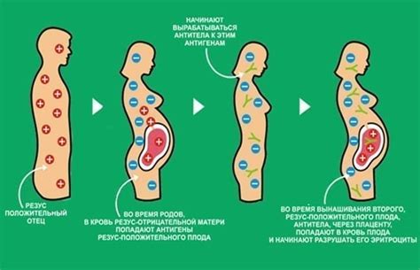 Значение определения группы крови при планировании беременности