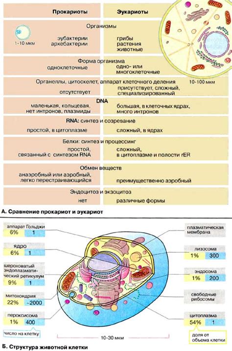 Значение органоидов в развитии и дифференцировке клеток