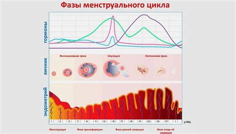 Значение первой фазы для женского организма