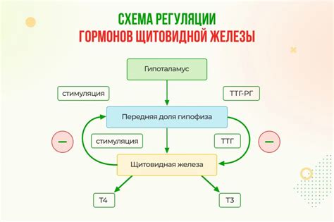 Значение повышенного ТТГ и пониженного Т3 для организма