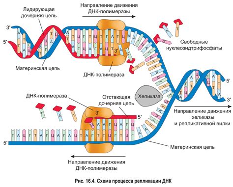 Значение полуконсервативной репликации ДНК для наследования