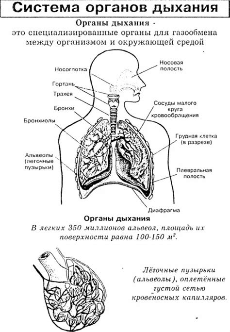 Значение пор для процесса дыхания