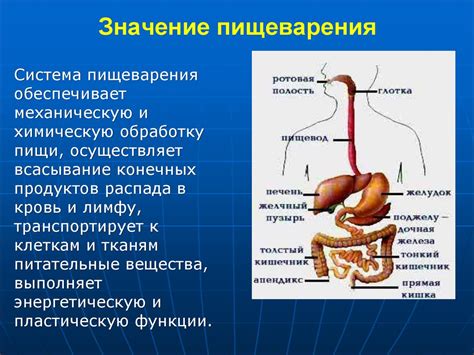 Значение правильного пищеварения