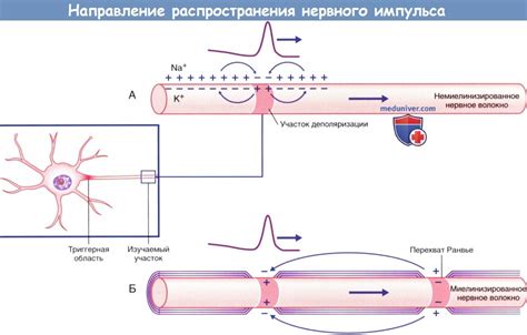 Значение проводимости сигнала в нейронах