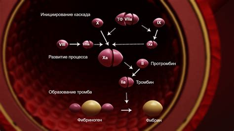 Значение свертывания крови для организма