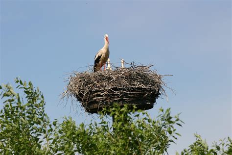 Значение сновидения аист женщине на дереве