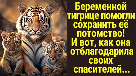 Значение сновидения о тигрице и тигренке в отношениях