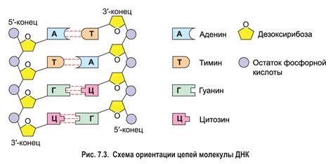 Значение типирования ВПЧ для молекулы ДНК