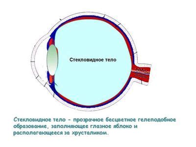 Значение точности зрения плюс 0,5 для зрительной функции