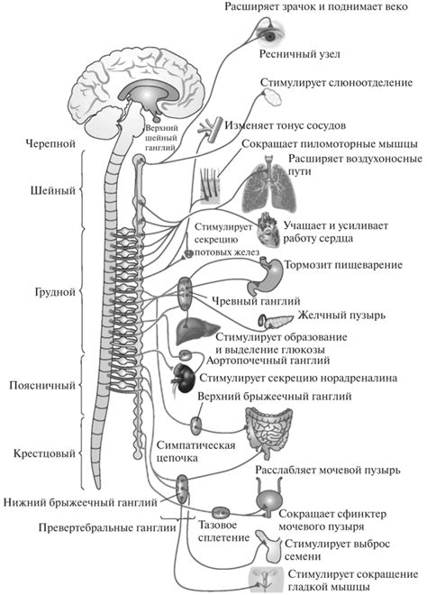 Значение трофической функции вегетативной нервной системы