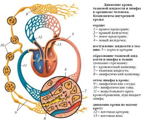 Значение фибров в организме