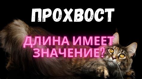 Значение хвоста у кошки