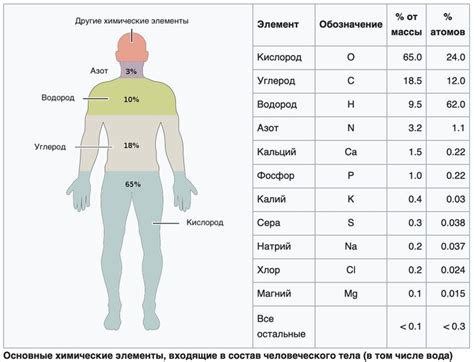 Значение хлнп в организме