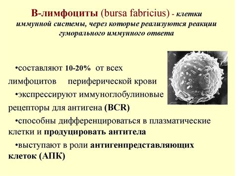 Значение центробластов и центроцитов в поддержании иммунного баланса