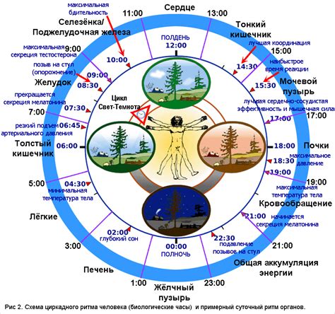 Значение циркадного ритма для детей