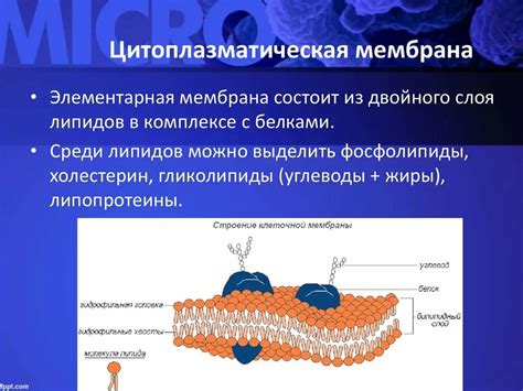 Значение цитоплазматической мембраны в поддержании гомеостаза