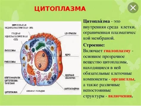 Значение цитоплазмы для клетки