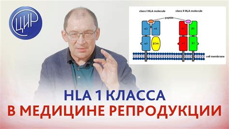 Значение HLA 1 и 2 для совместимости органов