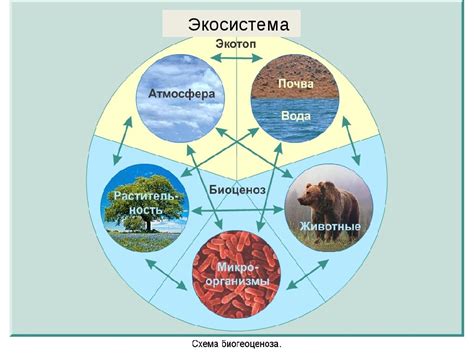 Значимость в экосистеме