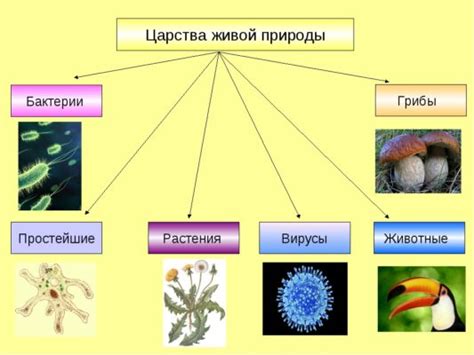 Значимость изучения простейших организмов в биологии