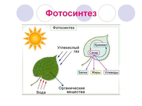 Значимость пор для фотосинтеза