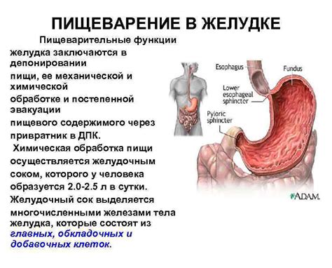 Значимость энергозатрат в пищеварительной системе