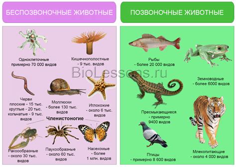 Зоология: основные группы животных и их строение