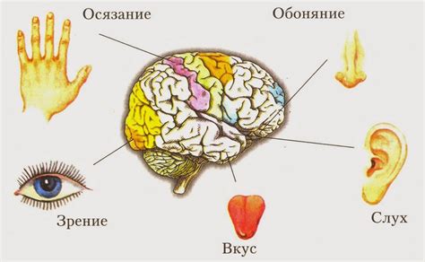 Зрение, слух и вкус