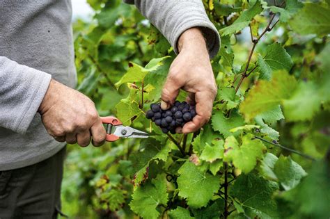 Идеальное время сбора винограда