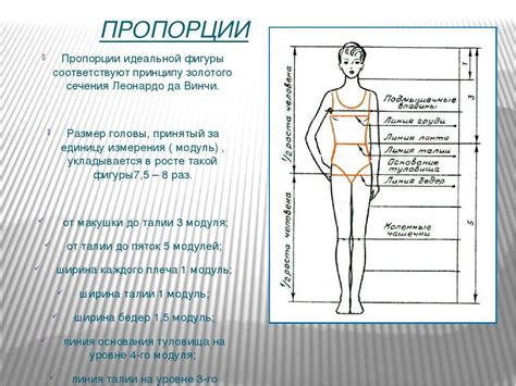 Идеальные пропорции: учитываем фигуру