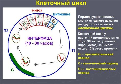 Избегание факторов, негативно влияющих на количество Y-хромосом