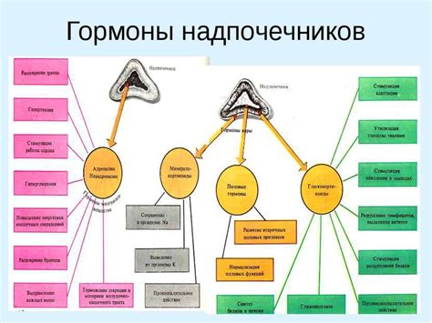 Избыточный уровень гормонов