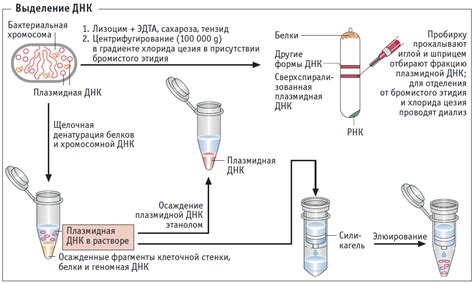 Извлечение ДНК из клеток