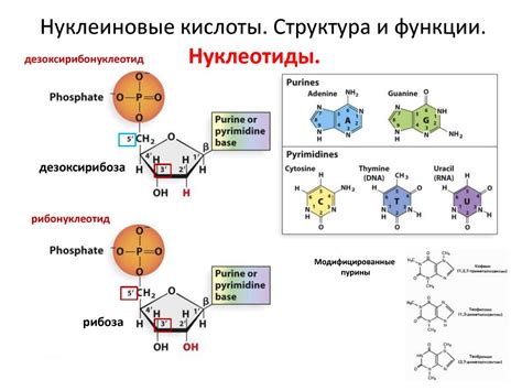 Извлечение нуклеиновой кислоты