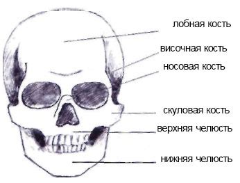 Изготовление головы и лица момми лонглегса