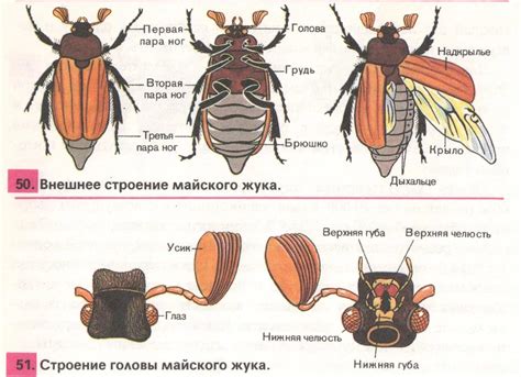 Изготовление крыльев жука