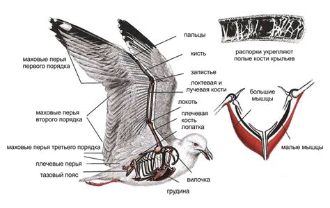 Изготовление ног и прикрепление их к телу птицы